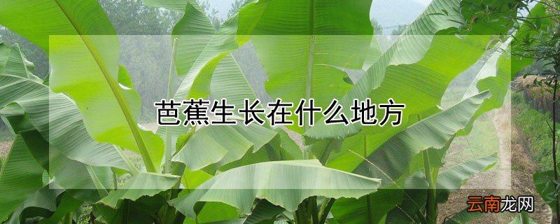 芭蕉生长在什么地方