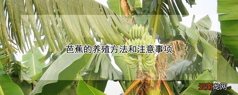 芭蕉的养殖方法和注意事项