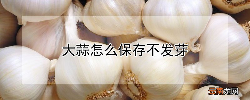 大蒜怎么保存不发芽