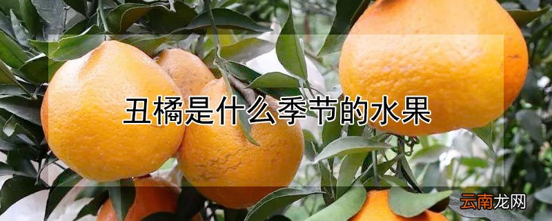 丑橘什么季节的水果