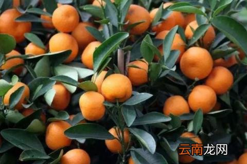 柑橘冬剪最佳时间