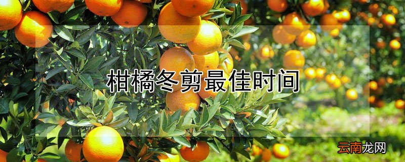 柑橘冬剪最佳时间