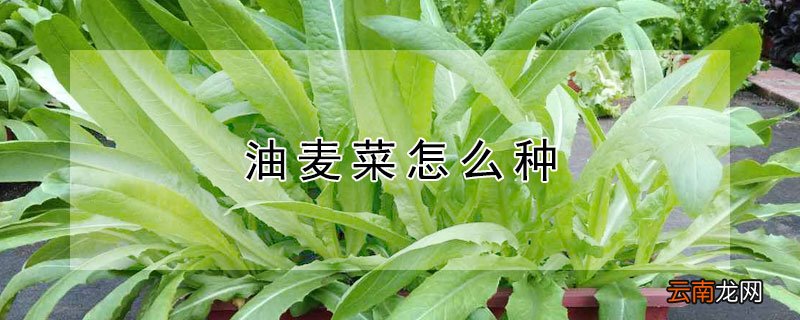油麦菜怎么种