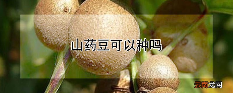 山药豆可以种吗
