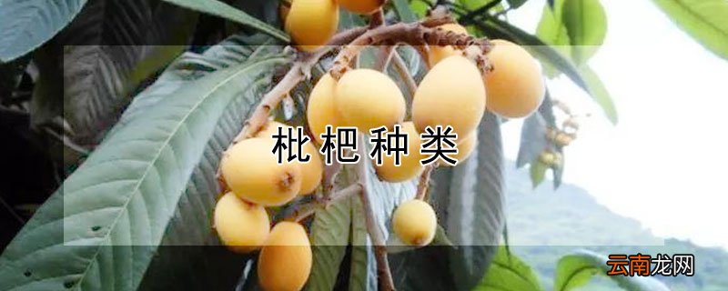 枇杷种类