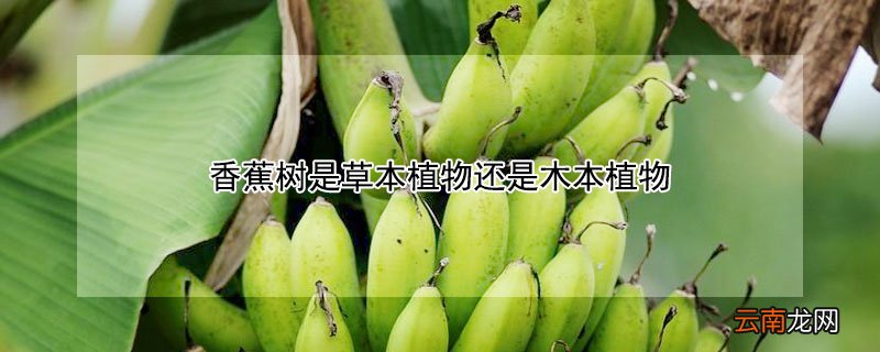 香蕉树是草本植物还是木本植物
