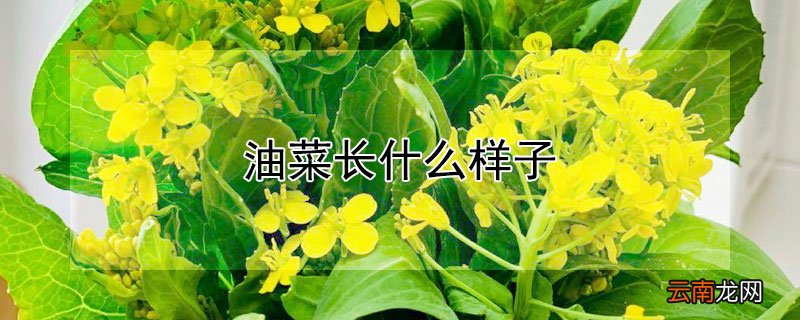 油菜长什么样子