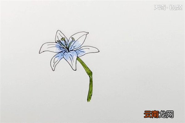 百合花简笔画