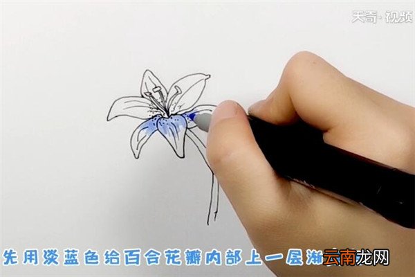 百合花简笔画