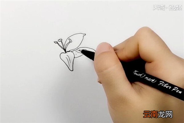 百合花简笔画