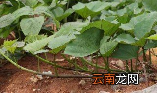 红薯藤越冬压条方法 红薯藤越冬压条具体做法