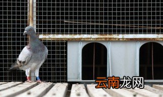 大蒜能治信鸽毛滴虫吗 信鸽如何防治毛滴虫病