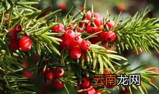 红豆杉籽泡酒功效 红豆杉籽浸酒有什么好处