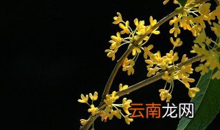 鲜桂花怎么处理 如何保存鲜桂花才能让其香味意味犹存呢