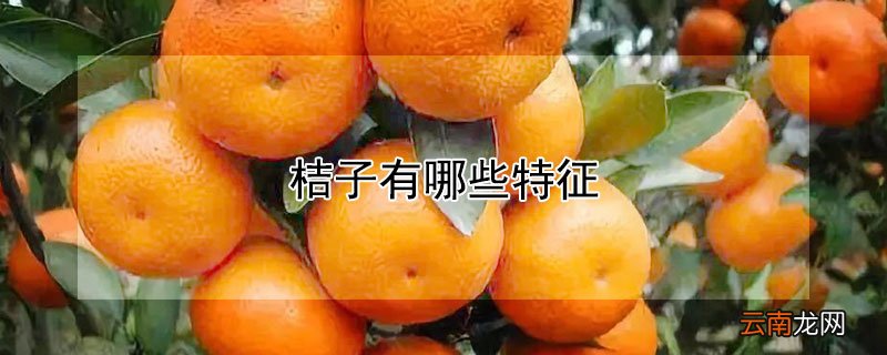 桔子有哪些特征