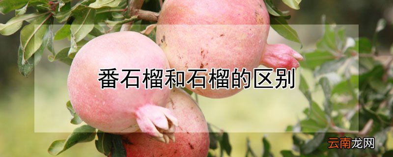 番石榴和石榴的区别