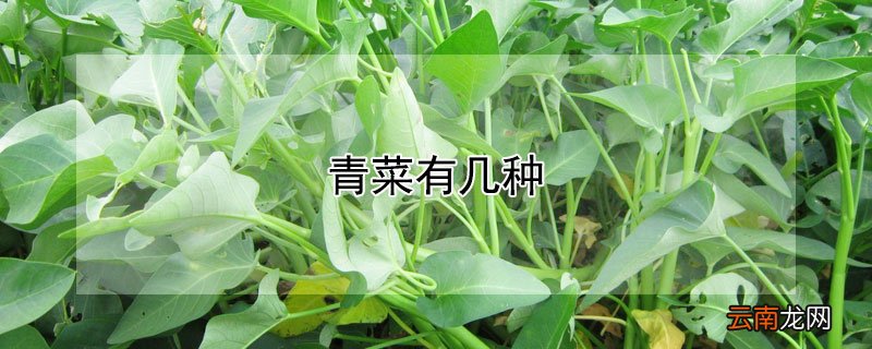 青菜有几种