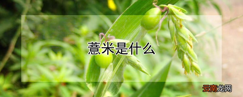 薏米是什么