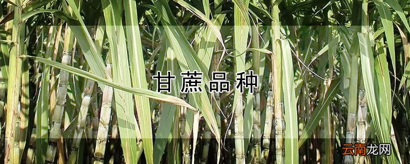 甘蔗品种