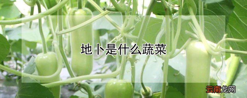 地卜是什么蔬菜
