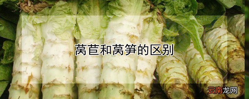 莴苣和莴笋的区别