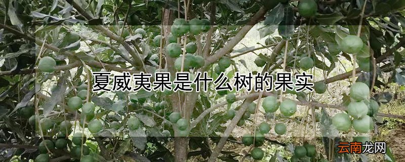 夏威夷果是什么树结的果实