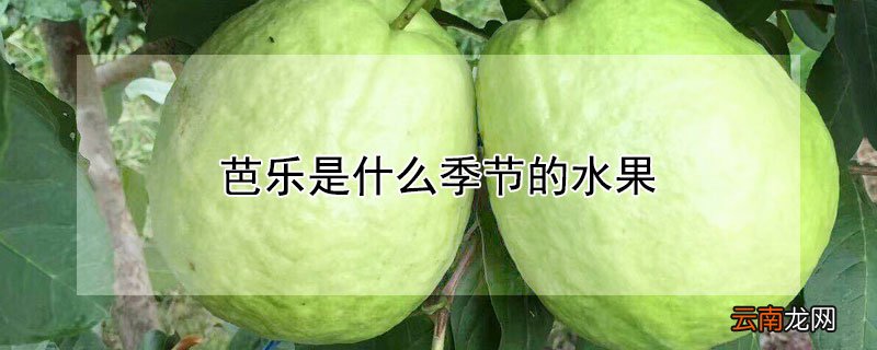 芭乐是什么季节的水果