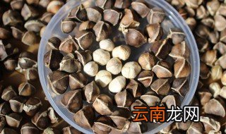辣木籽食用方法用量 如何食用辣木籽