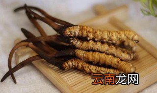 鲜冬虫夏草的功效与食用方法 鲜冬虫夏草的功效与食用方法有哪些