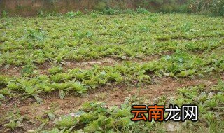 熟地黄的危害 危害很大吗