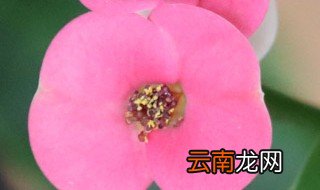 虎刺梅插仟浇水方法 虎刺梅插仟怎么浇水