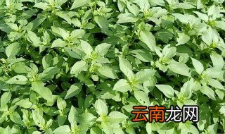 荆芥的种植方法和时间 荆芥如何种植