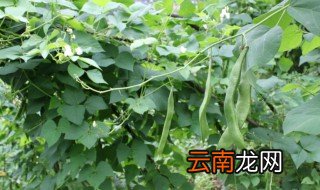 芸豆种植时间和方法 芸豆如何种植