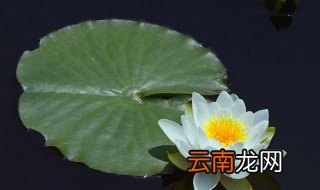 家庭睡莲的种植方法 家庭睡莲怎么种植