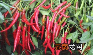 辣椒树的种植方法技术 辣椒树如何种植