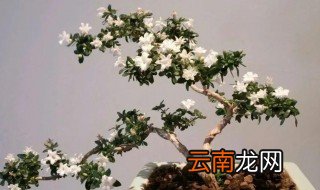 六月雪长得不茂盛 六月雪长得不茂盛怎么回事