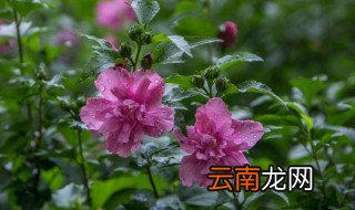 小木槿花期 小木槿花期介绍