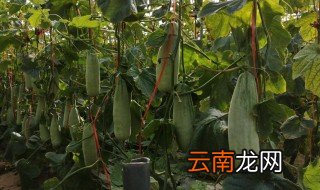 羊角瓜种植技术 羊角瓜怎么种植