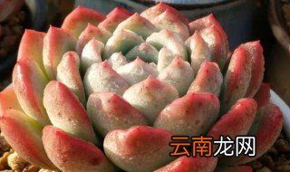 蒂亚多肉怎么变多头 蒂亚多肉变多头的方法