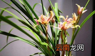 兰花一年开几次花?每年几月开花? 兰花什么时候开花