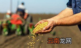 立夏还能种黄瓜豆角吗 关于立夏还能种黄瓜豆角吗