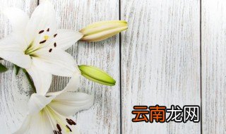 百合立夏可以种吗 百合立夏能种吗