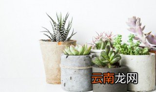 立夏多肉品种有哪几种 立夏多肉品种有哪些