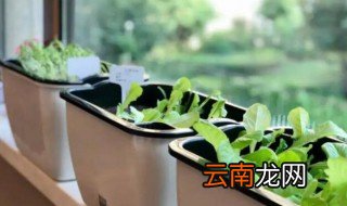 立夏还可以种下山桩吗 立夏还可不可以种下山桩