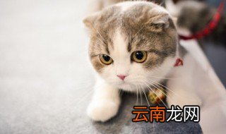小猫几个月可以吃干猫粮 小猫什么时候可以吃干猫粮