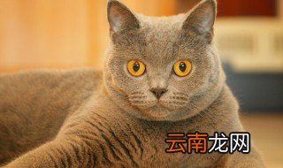 成年猫能吃幼猫猫粮吗 成年猫能不能吃幼猫猫粮