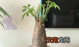 发财树的扦插方法 发财树怎么扦插