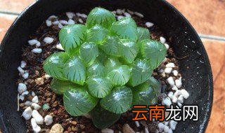 玉露养殖方法 玉露如何浇水