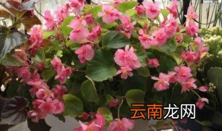 玻璃海棠花的养殖方法 玻璃海棠花的种植方法