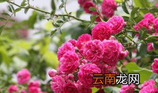 麻叶海棠的养殖方法 麻叶海棠怎样养